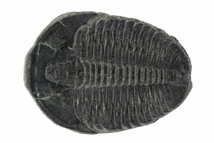 Elrathia Trilobite Fossil - Utah #95960